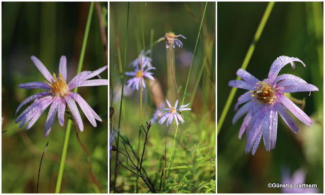 Gunstig Gartnern Page 13 Chan 24286620 Rssing Com