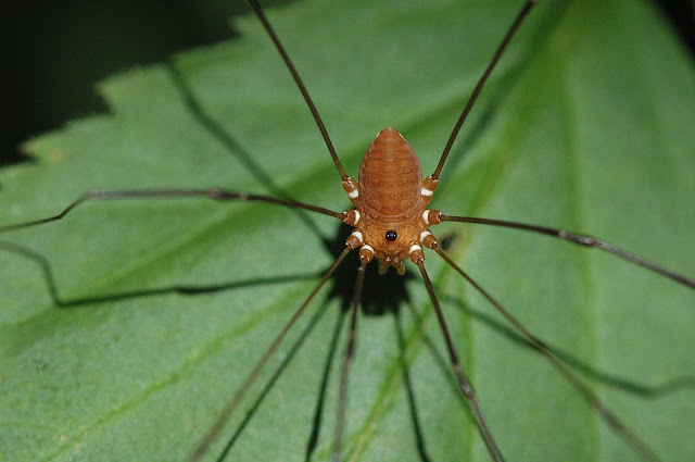 Harvestman the biology of opiliones arachnid galaxy