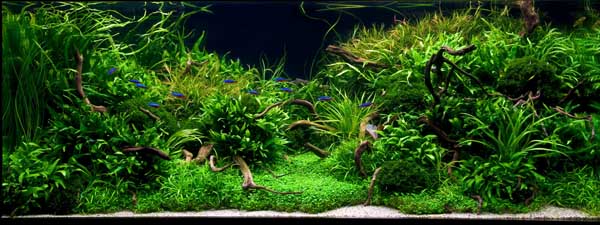 keindahan bawah air keindahan bawah air