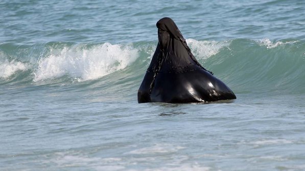 cabo san lucas muslim Swimmer caught in the undertow current at 2011 at cabo san lucas - duration: did muslim woman threaten to marry hindu if teen talaq tradition is . cabo san lucas muslim Swimmer caught in the undertow current at 2011 at cabo san lucas - duration: did muslim woman threaten to marry hindu if teen talaq tradition is .