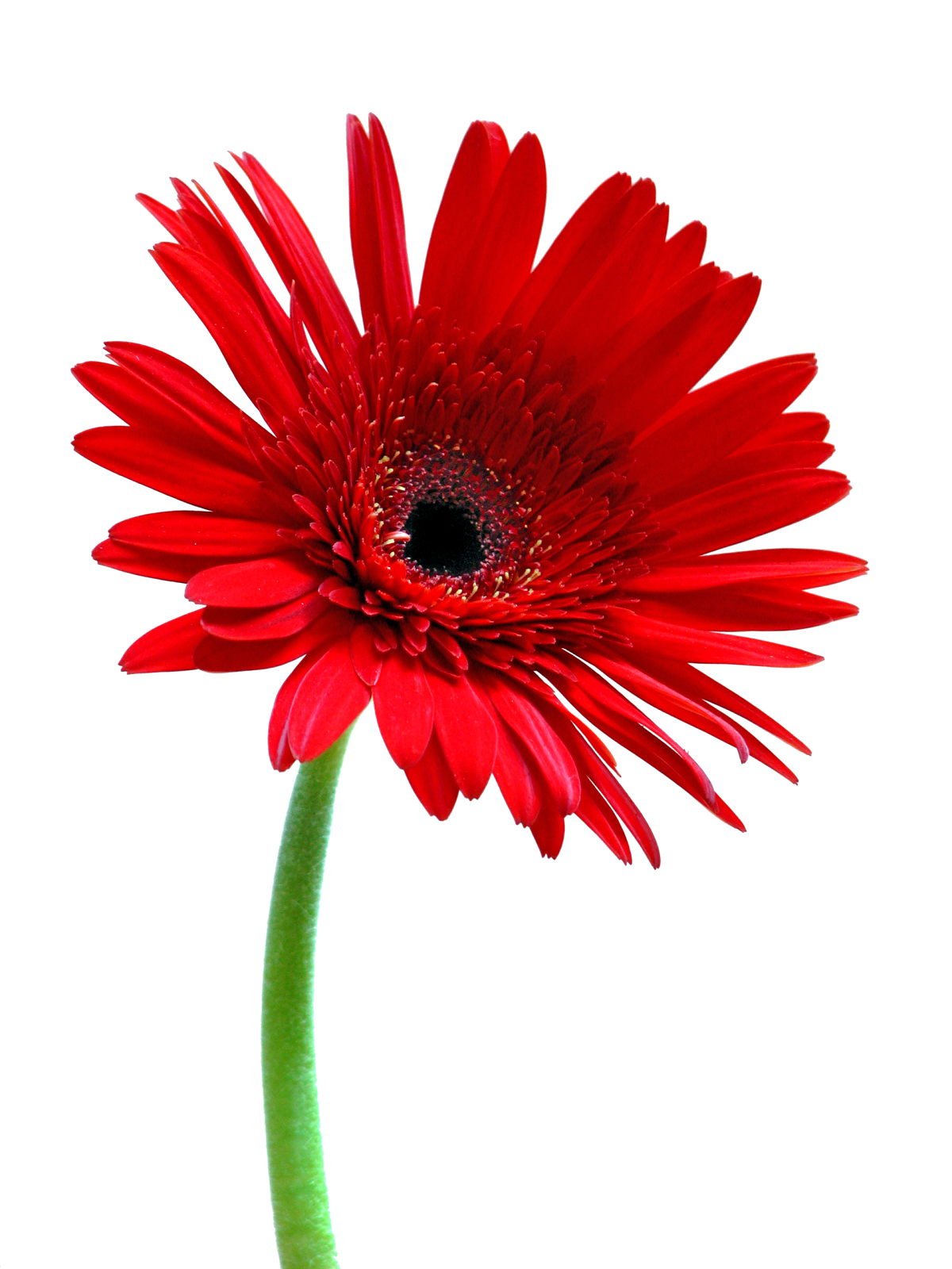 Afficher l’image source