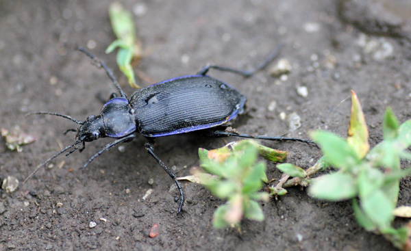 brown beetle with black and white stripes brown beetle with black and white stripes