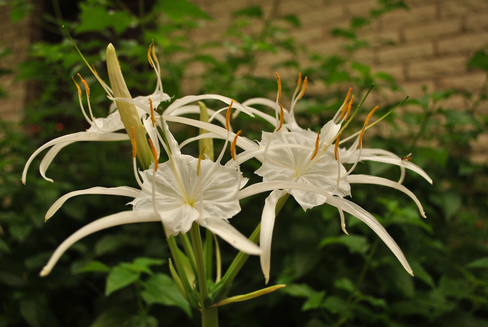 Walnut Grove Farm My ugliest flower