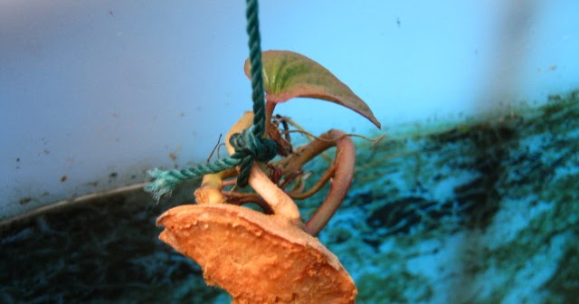120 Things In 20 Years Aquaponics Growing Sweet Potato In Water
