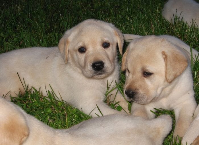 Nicki's pups 5 weeks old