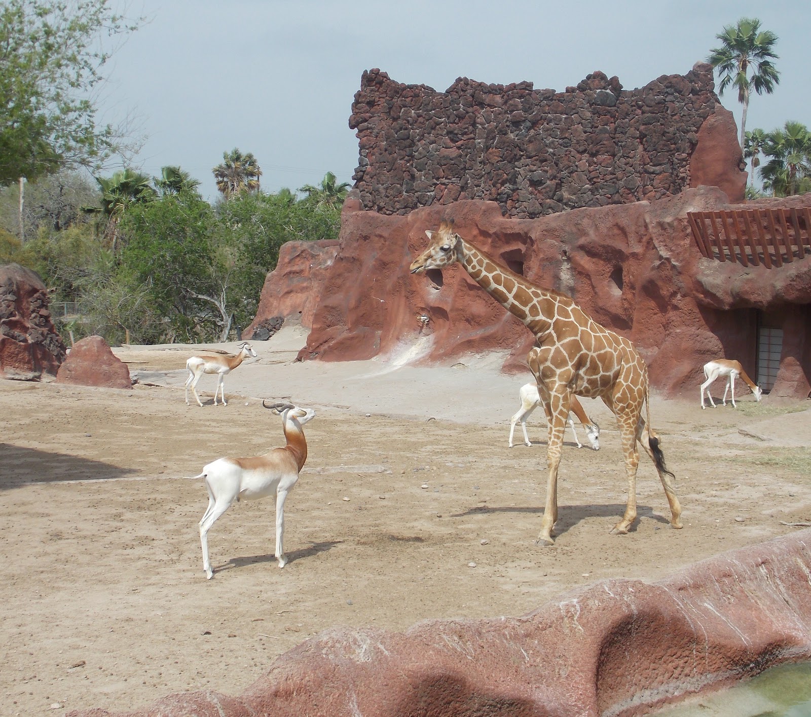 The Schramm Journey Gladys Porter Zoo, Part Two