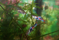 Pengertian Cahaya Dan Sifat Sifat Cahaya Jelas Dan Lengkap