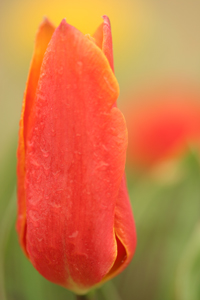 Spiraea Stock Photos Spiraea Stock Images Alamy