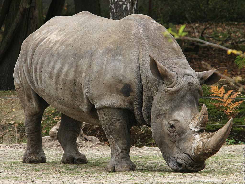 a picture of a rhinoceros a picture of a rhinoceros