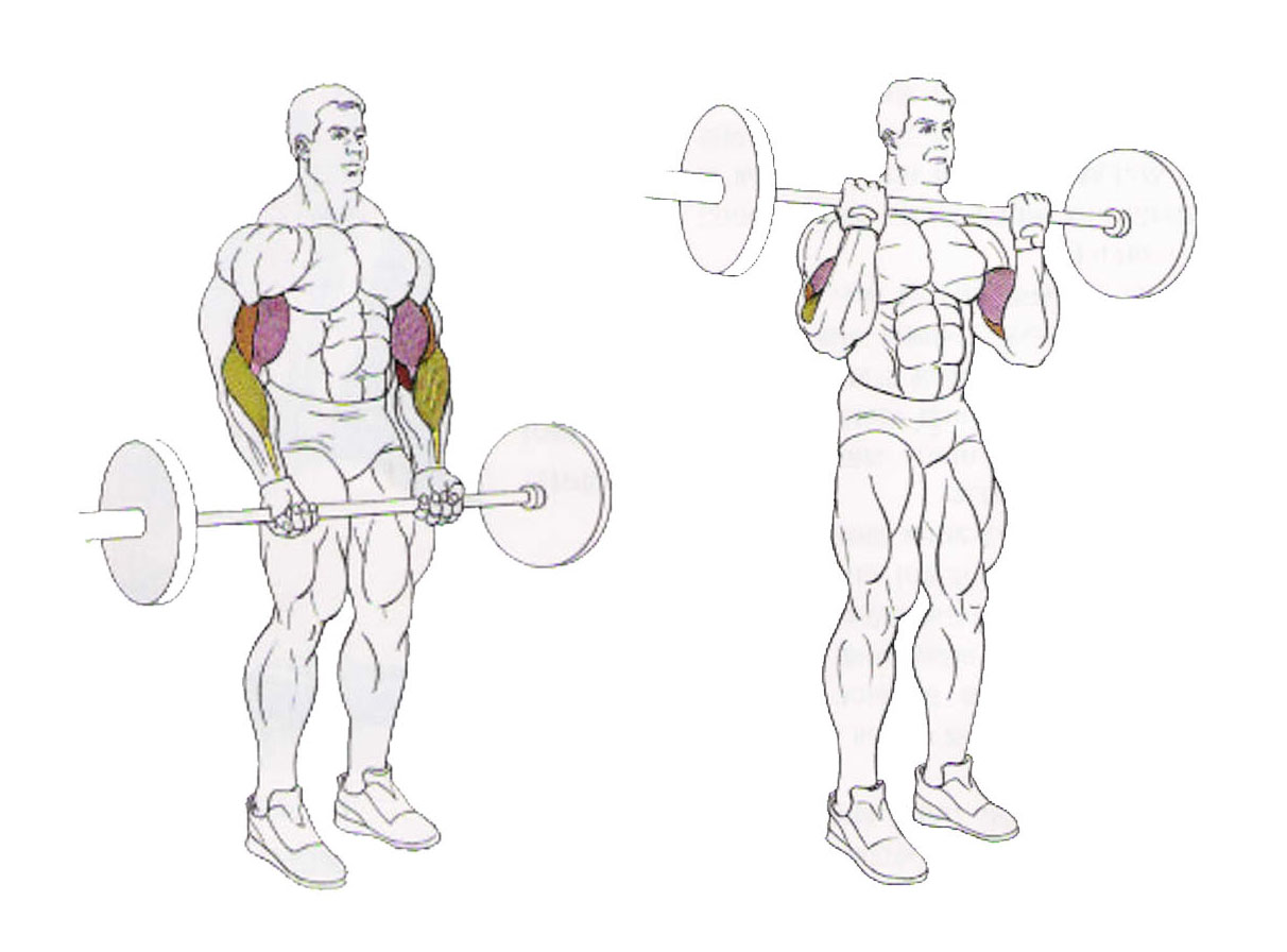 Bodybuilder Workouts To Build The Biceps And Triceps Bodydulding