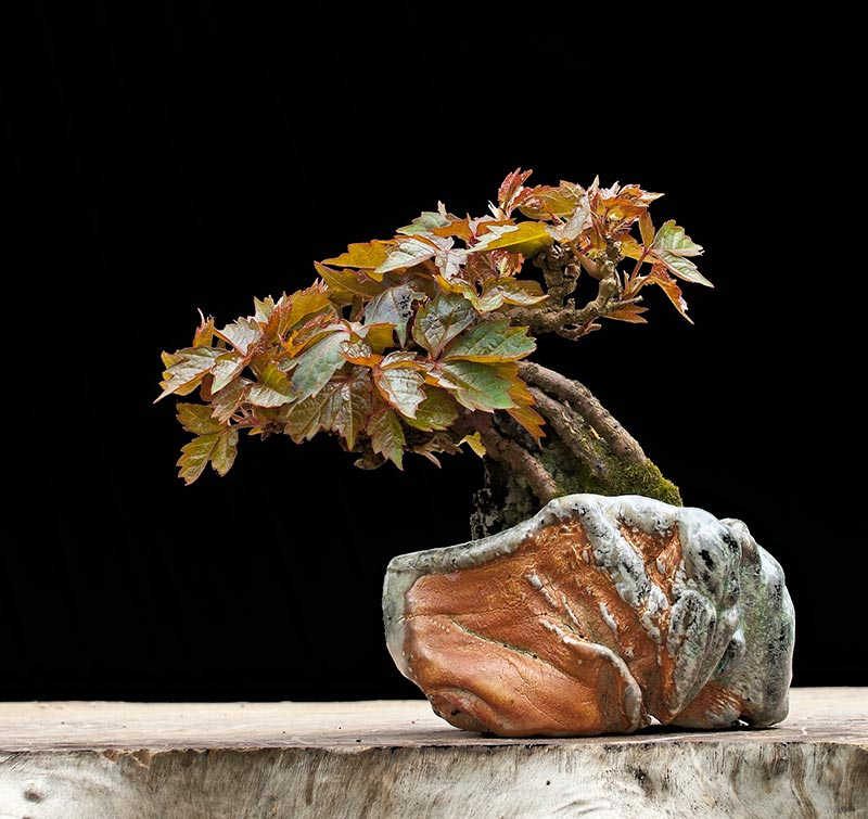 Walter Pall Bonsai Adventures Boston ivy 1
