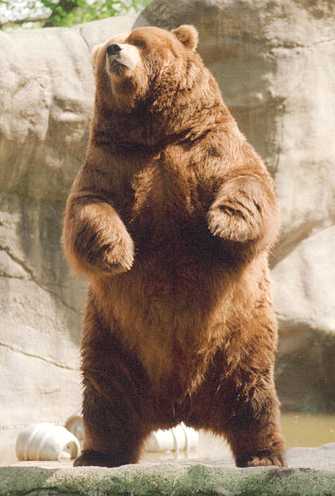 Image Of Bear