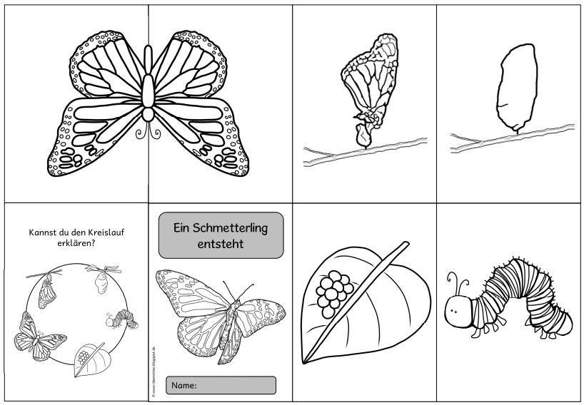 Lebenszyklus Schmetterling 