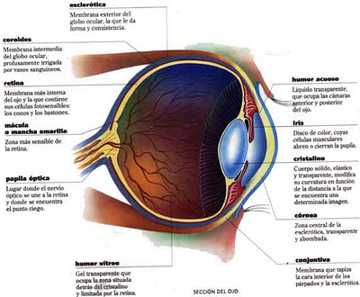 PARTES DEL OJO