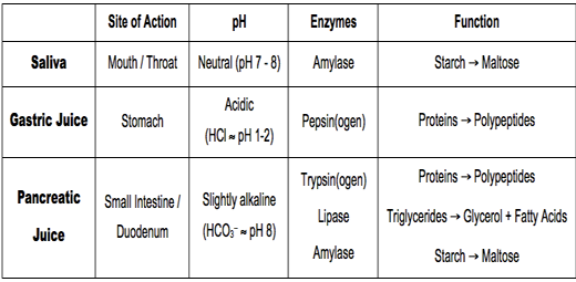 Encyclopedia of Biology: Human digestive system