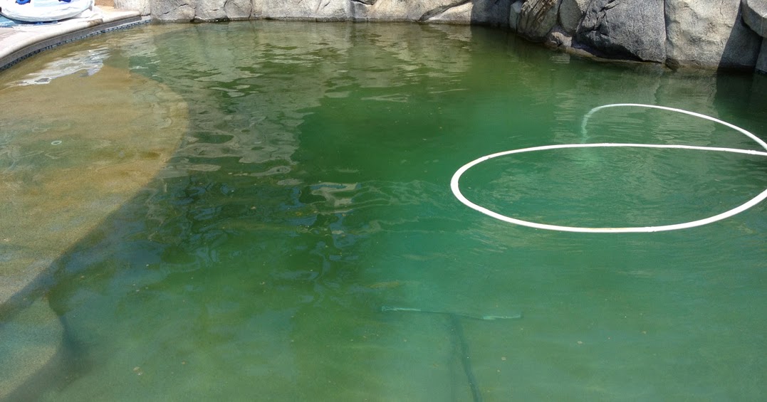 koi-pond-algae-removal-algaecides.jpg