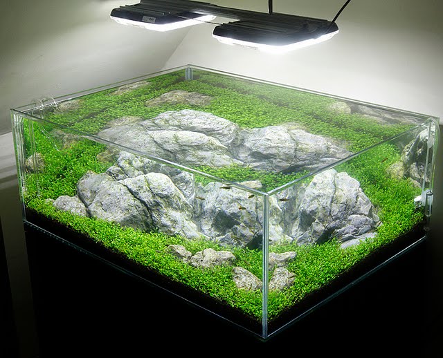 aquascape light calculator aquascape indonesia pencahayaan pada aquascape aquascape light calculator aquascape indonesia pencahayaan pada aquascape