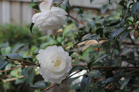 lilyfield life camellia plant