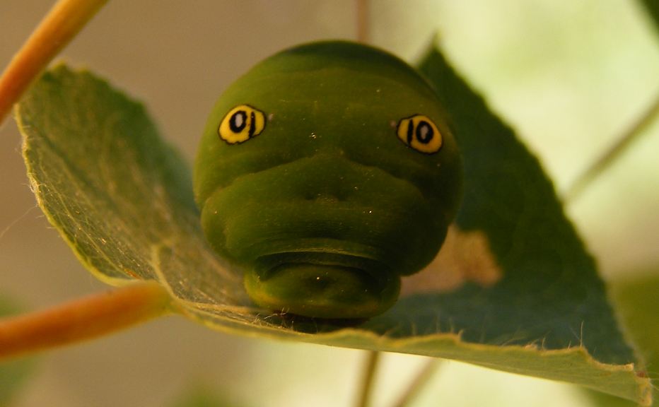 How do we know eyespots mimic eyes? Caterpillar Eyespots