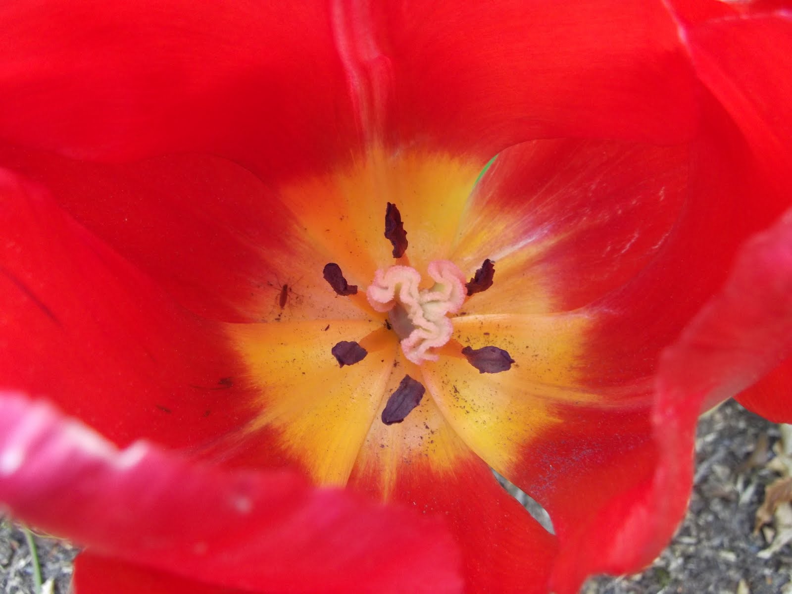 Photo Symphony Inside flowers