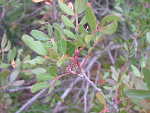 Pistacia lentiscus (lentisco)