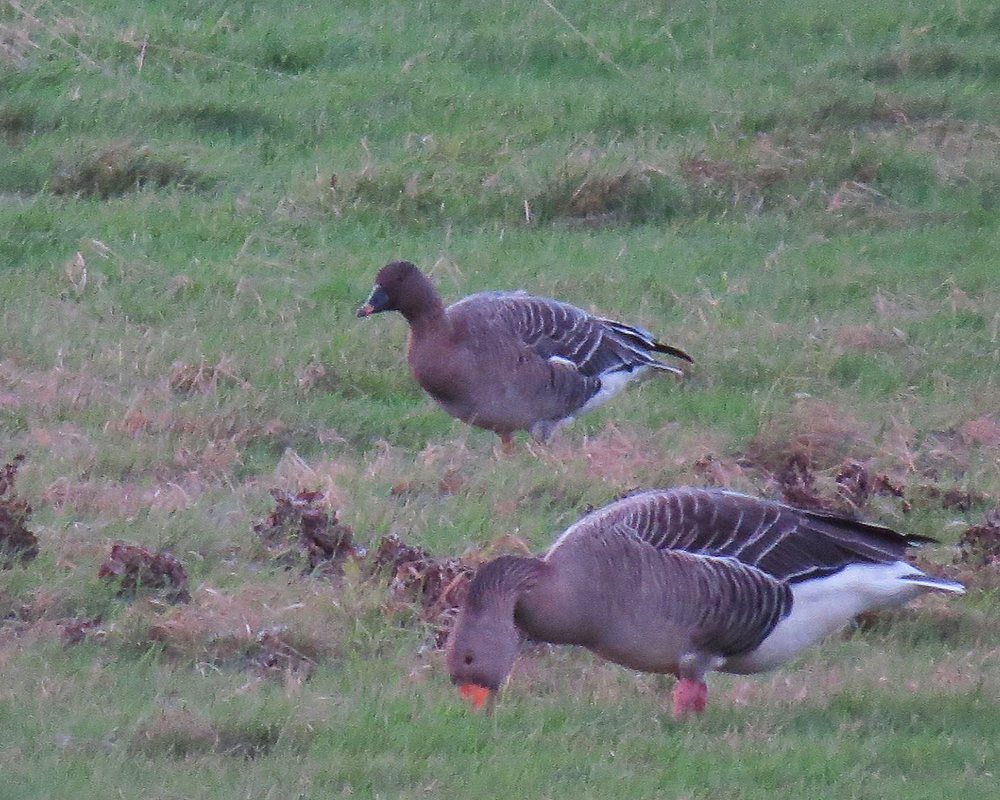 CAMBRIDGESHIRE BIRD CLUB GALLERY Tundra Bean Goose