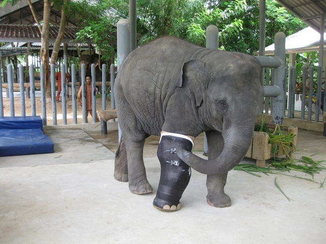 Elephant Prosthetic Leg