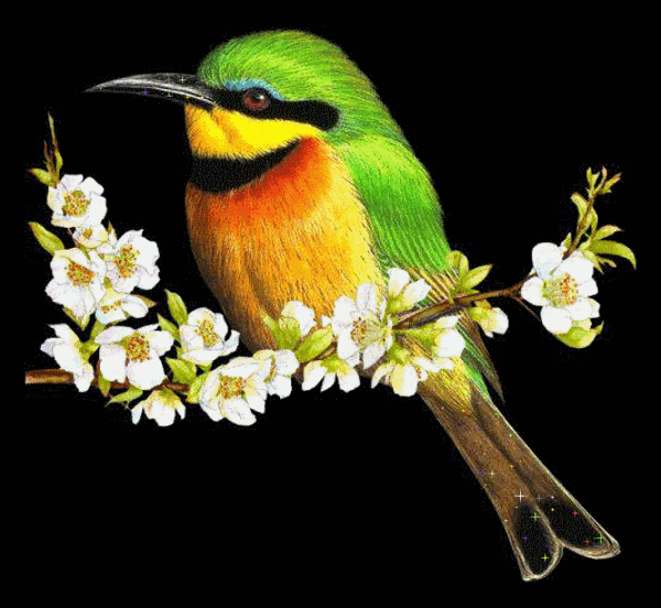 Resultado de imagen para imágenes de flore y pájaros en movimiento