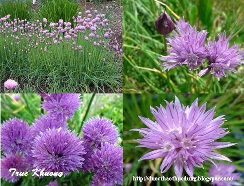 Allium+schoenoprasum+1234+la+hoa+485x370.jpg Allium+schoenoprasum+1234+la+hoa+485x370.jpg