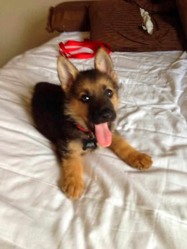 Cute dogs - part 12 (50 pics), dog pictures, funny dogs, adorable dog photos
