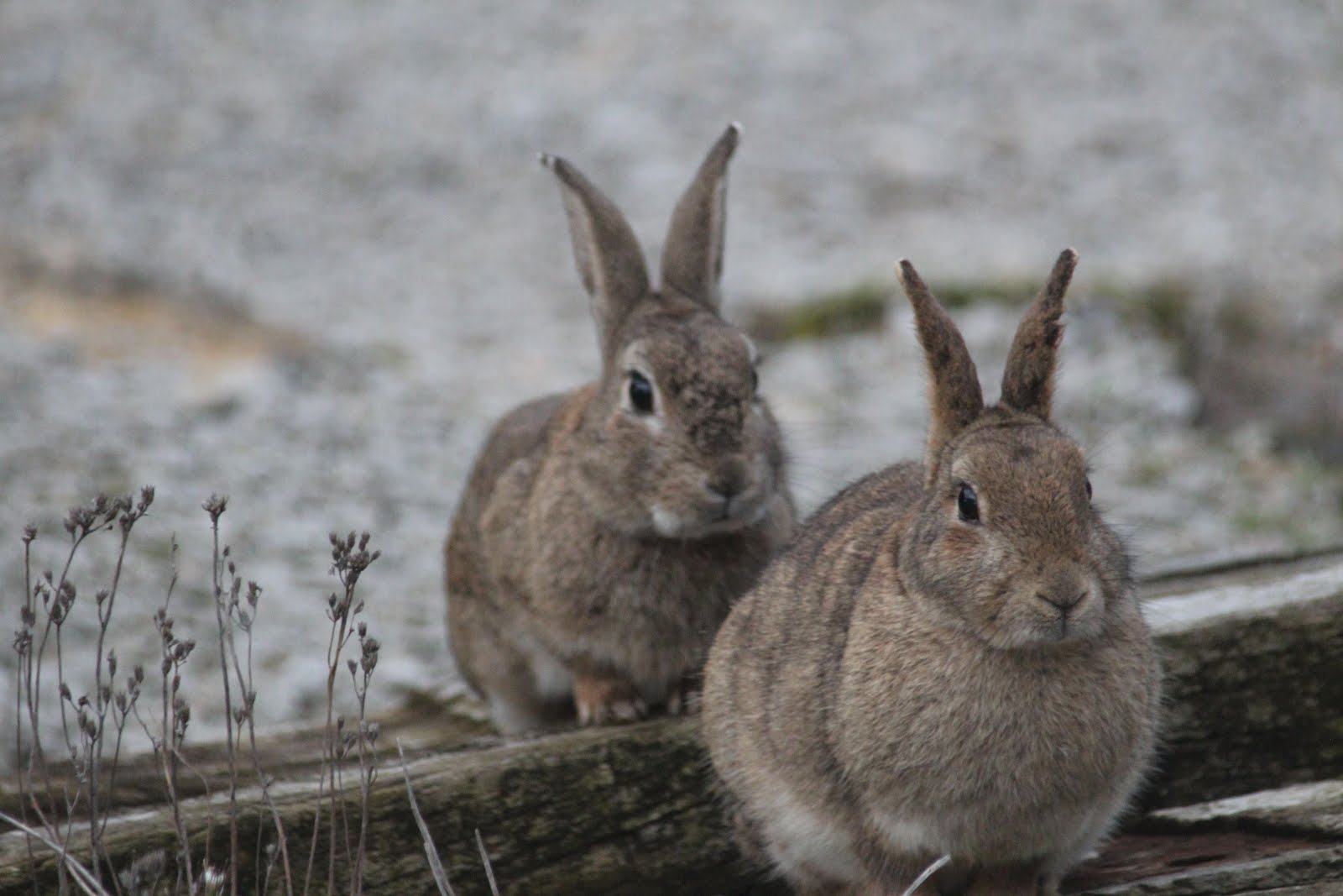 Lapin de garenne