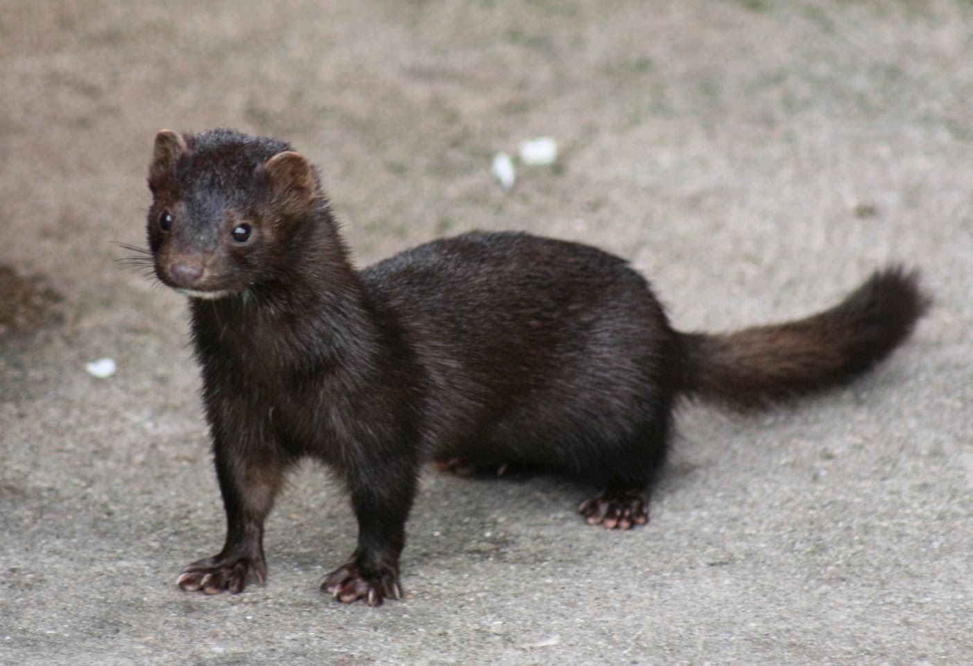 American Mink Animals | Amazing Facts & Latest Pictures | The Wildlife