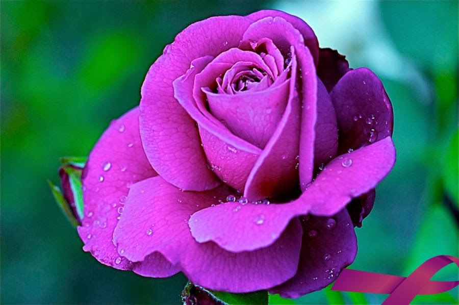 Purple Roses Hd Wallpapers For Mobile