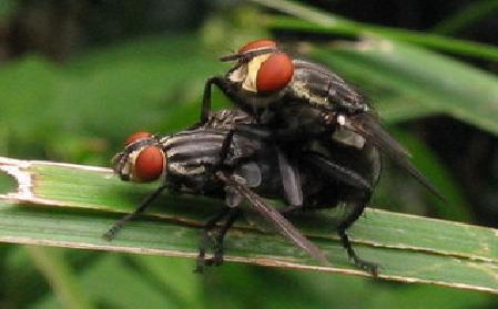 Kesehatan Cara Mengusir Lalat Dengan Mudah