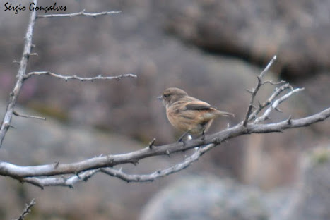 Cartaxo-nortenho - Saxicola rubetra.