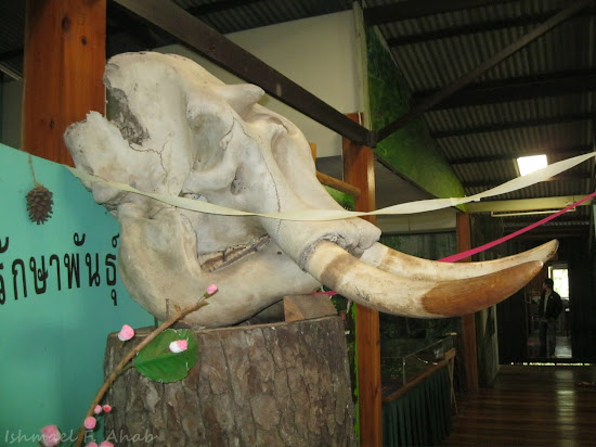 Giant elephant skull in Phukhieo Wildlife Sanctuary