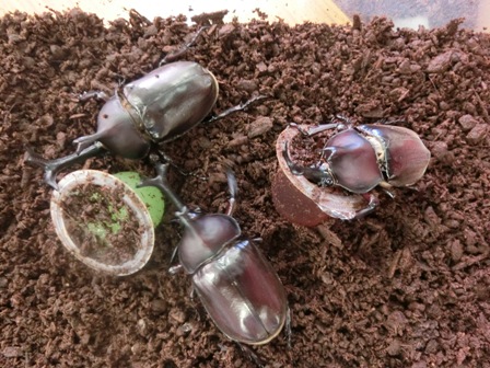 横浜中央ymca 公式ブログ 元気なカブトムシが仲間に