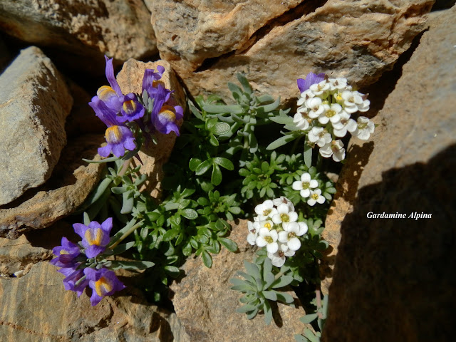 Plantas Pirenaicas