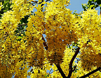 Hiness All Around Us Flowering Trees In India Amaltas Jpg
