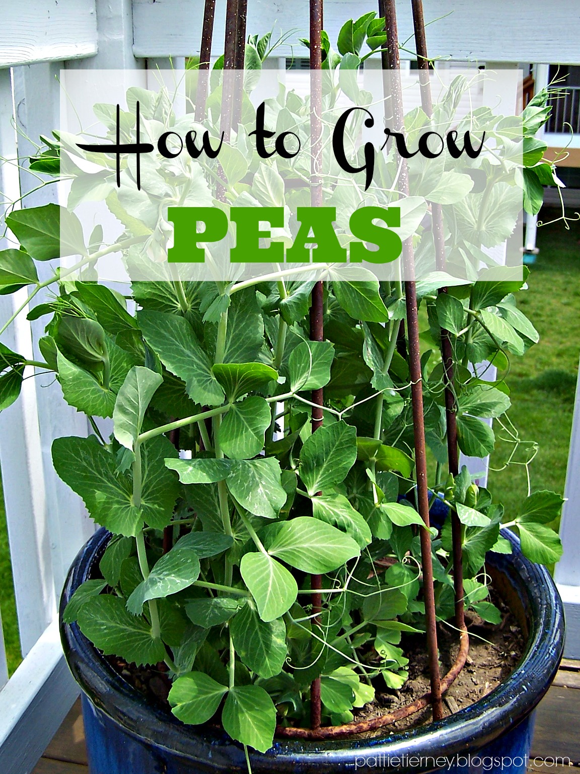 OllaPodrida Container Gardening How to Grow Peas