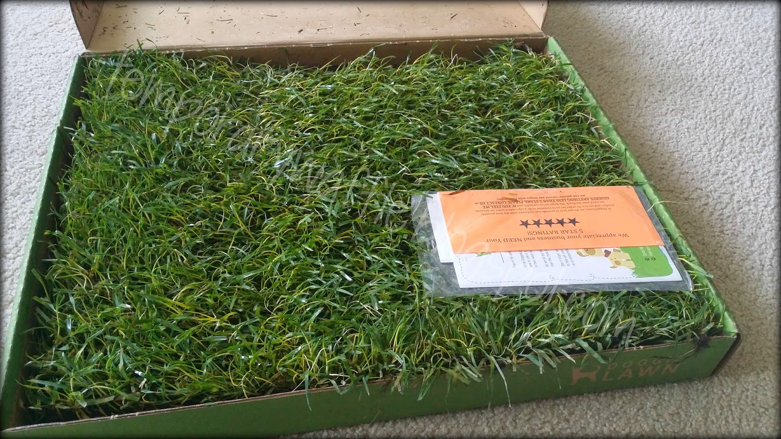 Dog Grass Delivery Service Dog Grass Delivery Service
