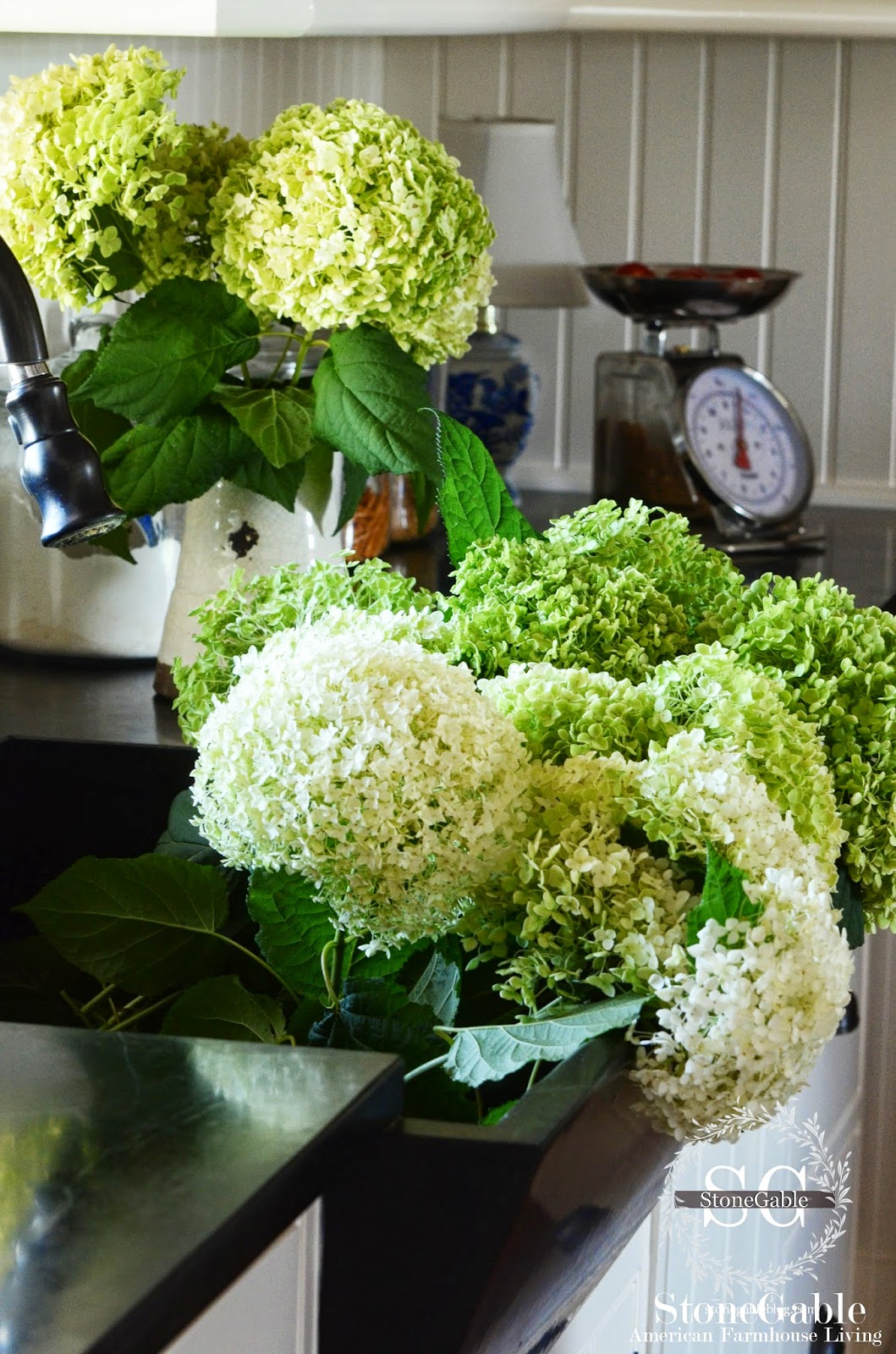 Incrediball Vs Annabelle Incrediball Hydrangea Annabelle