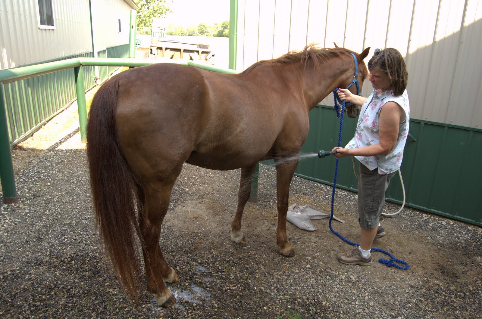 NetAgra Hot weather horse care