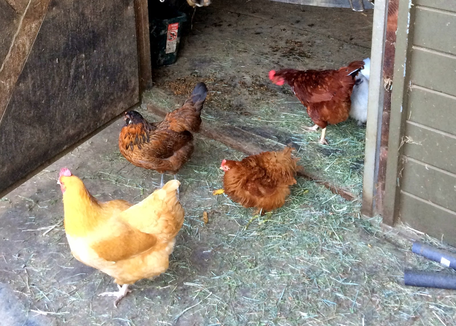 My Favorite Chicken Died DIY Horse Ownership