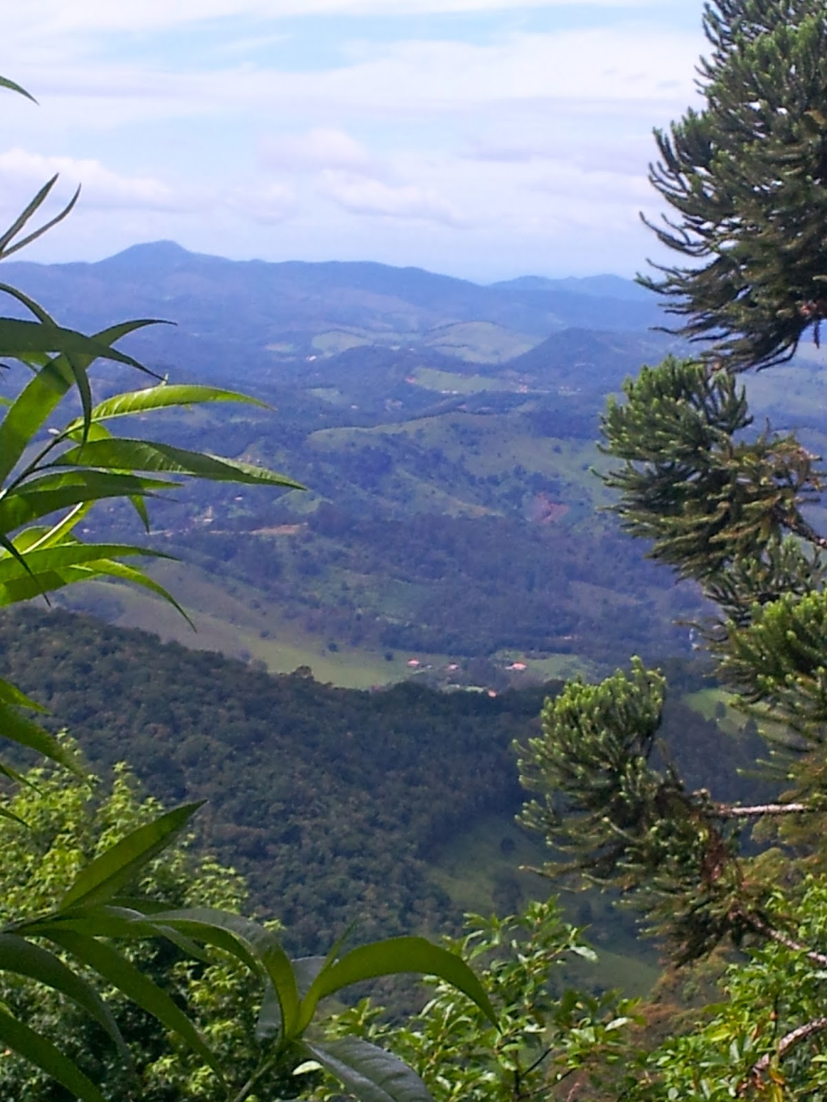 Alone with my tea: Brazilian Countryside 