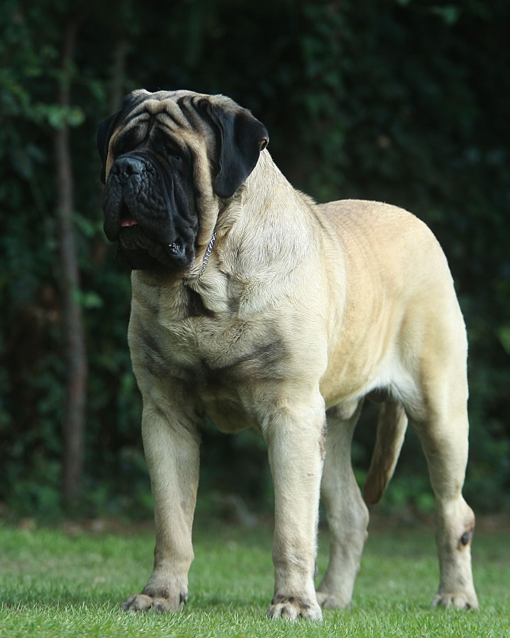 Imagenes Del Mastin Ingles | el ojo del buitre perros mast 237 n ingl 233 s Imagenes Del Mastin Ingles | el ojo del buitre perros mast 237 n ingl 233 s