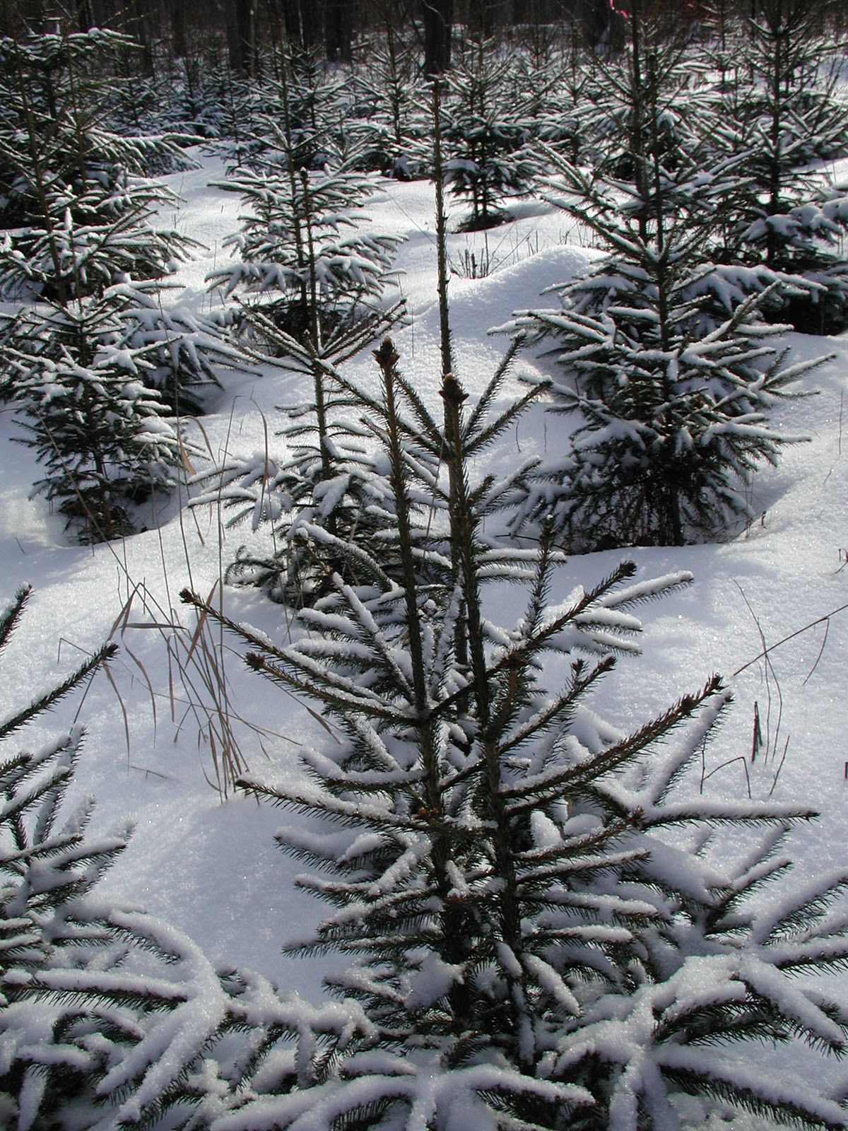 Central Pennsylvania Forestry Pennsylvania Game Commission Offers Tree