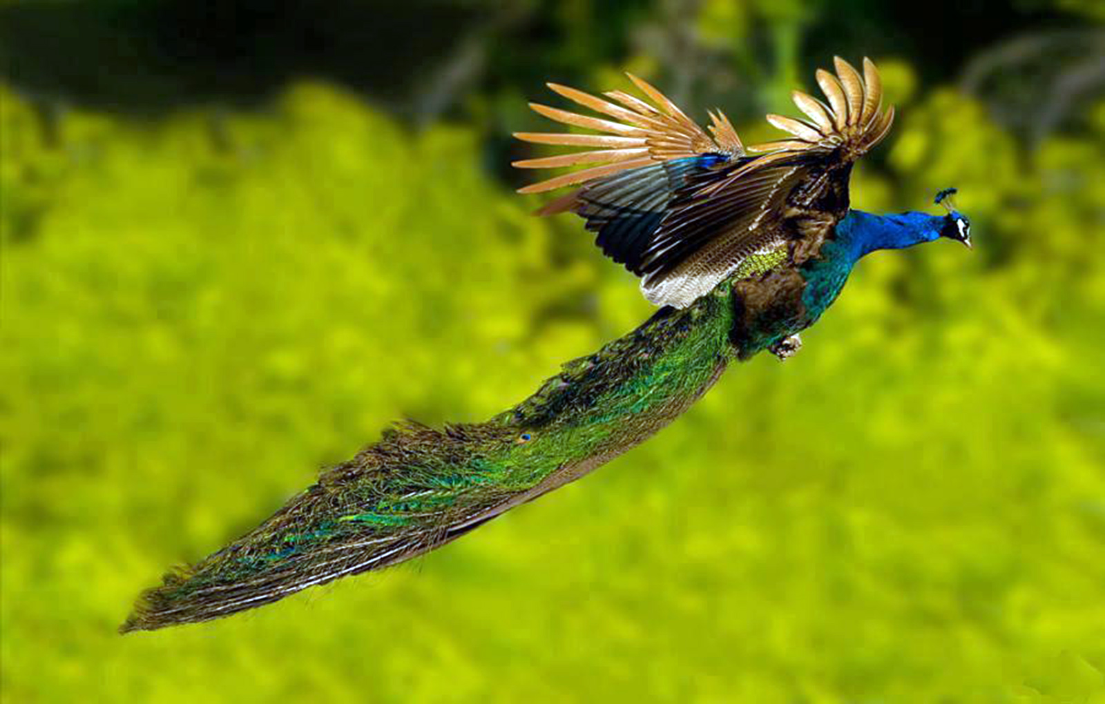 HD Peacock Wallpapers | Animals Library