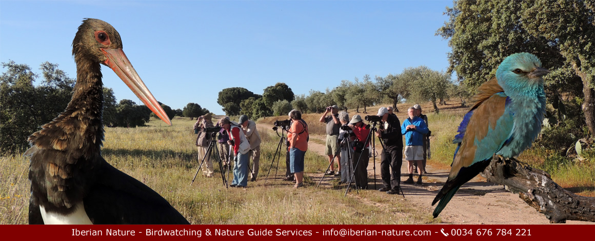 Birdwatching in Extremadura