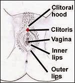picture of vagina